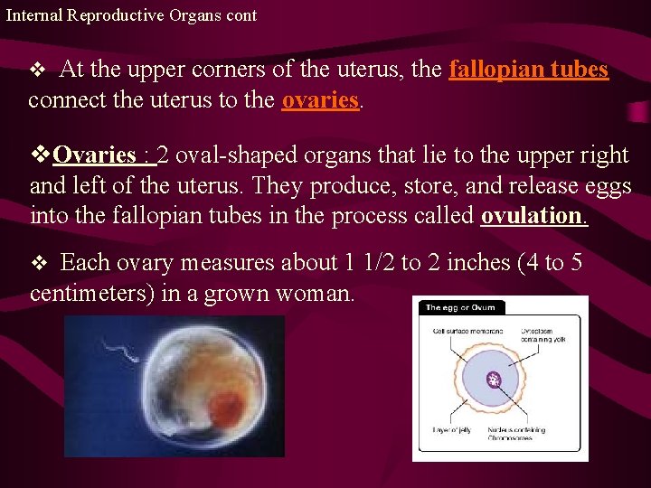 Internal Reproductive Organs cont v At the upper corners of the uterus, the fallopian