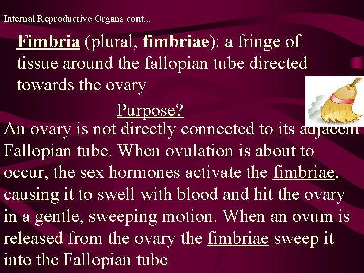 Internal Reproductive Organs cont. . . Fimbria (plural, fimbriae): a fringe of tissue around