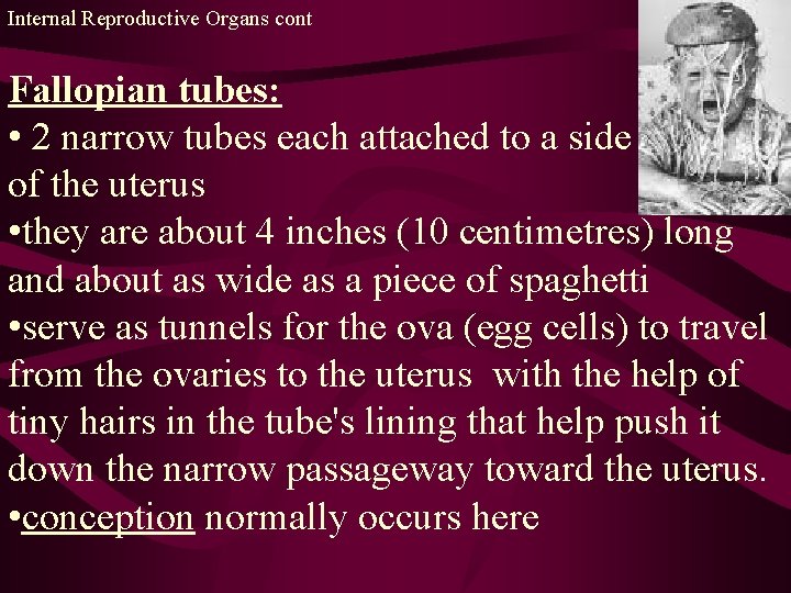 Internal Reproductive Organs cont Fallopian tubes: • 2 narrow tubes each attached to a