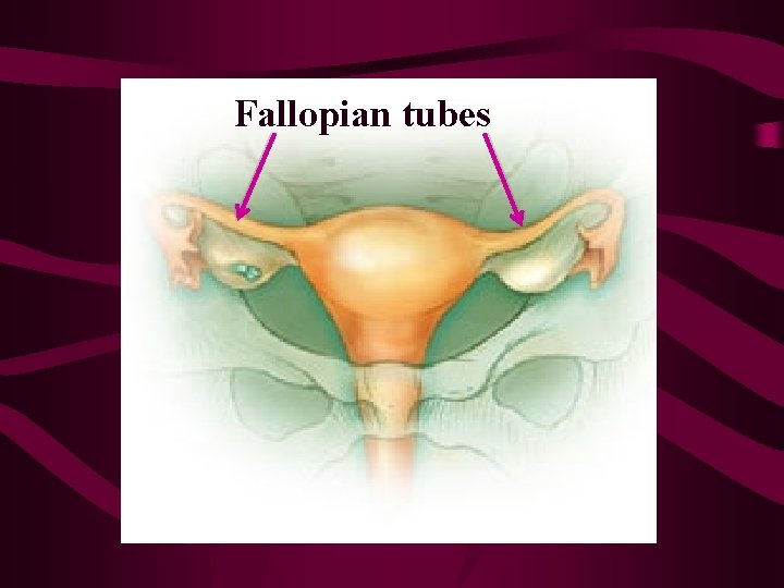 Fallopian tubes 