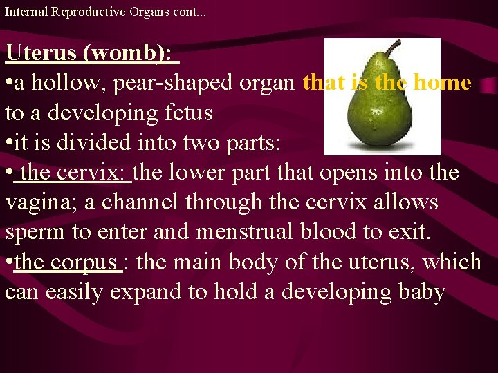 Internal Reproductive Organs cont. . . Uterus (womb): • a hollow, pear-shaped organ that