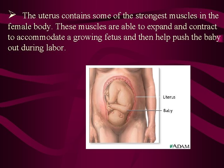 Ø The uterus contains some of the strongest muscles in the female body. These