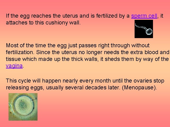 If the egg reaches the uterus and is fertilized by a sperm cell, it