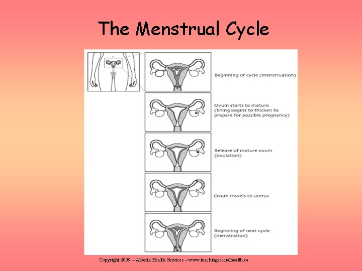 The Menstrual Cycle Copyright 2009 – Alberta Health Services – www. teachingsexualhealth. ca 