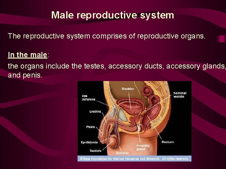 Male reproductive system The reproductive system comprises of reproductive organs. In the male: the