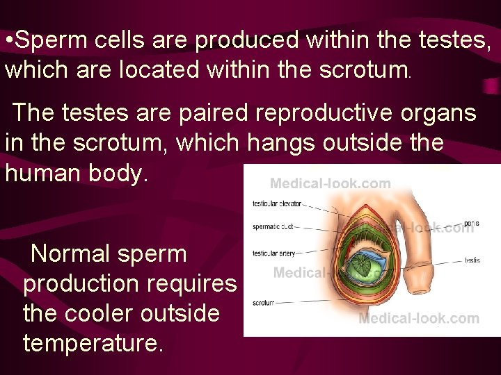  • Sperm cells are produced within the testes, which are located within the