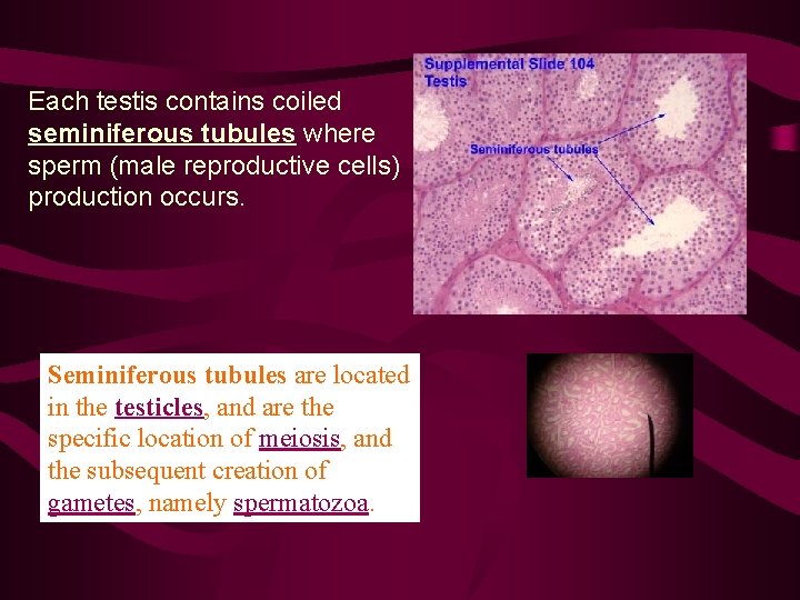 Each testis contains coiled seminiferous tubules where sperm (male reproductive cells) production occurs. Seminiferous