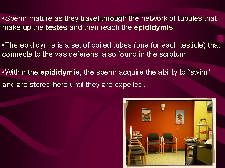  • Sperm mature as they travel through the network of tubules that make