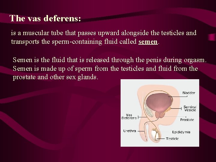 The vas deferens: is a muscular tube that passes upward alongside the testicles and
