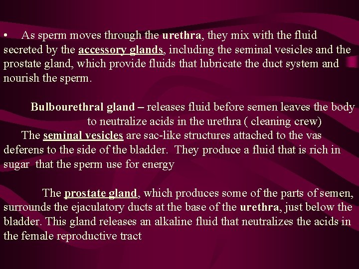  • As sperm moves through the urethra, they mix with the fluid secreted