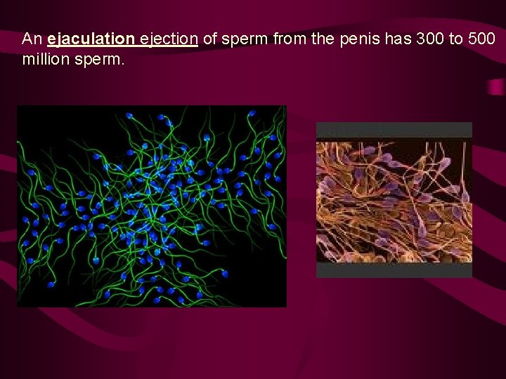 An ejaculation ejection of sperm from the penis has 300 to 500 million sperm.