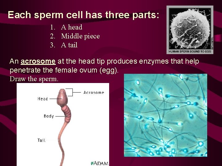 Each sperm cell has three parts: 1. A head 2. Middle piece 3. A