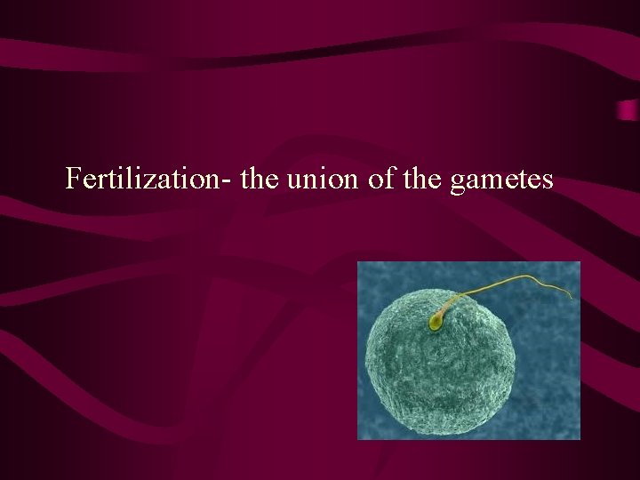 Fertilization- the union of the gametes 