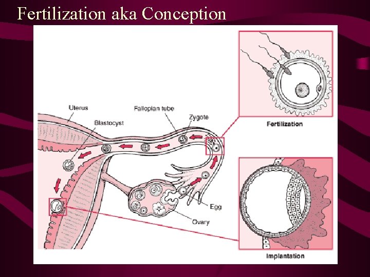 Fertilization aka Conception 