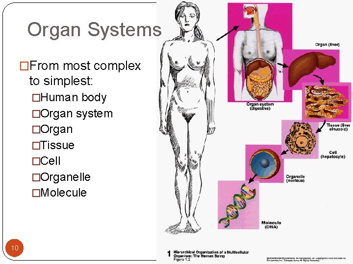 Organ Systems �From most complex to simplest: �Human body �Organ system �Organ �Tissue �Cell Organ Systems �From most complex to simplest: �Human body �Organ system �Organ �Tissue �Cell