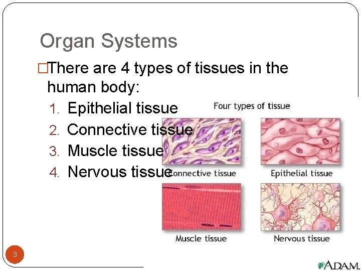 Organ Systems �There are 4 types of tissues in the human body: 1. Epithelial Organ Systems �There are 4 types of tissues in the human body: 1. Epithelial