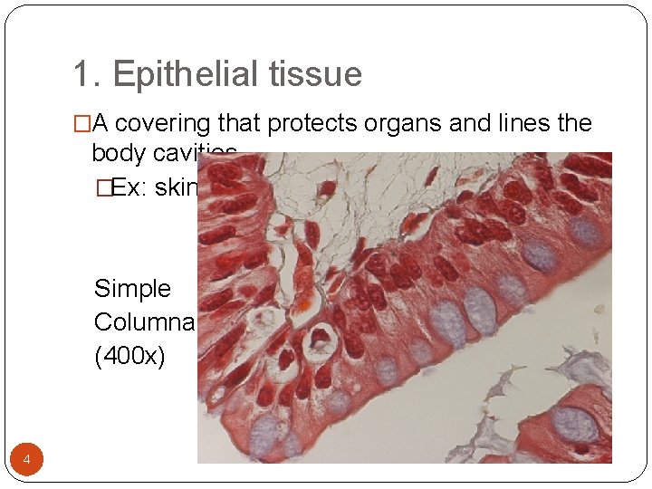 1. Epithelial tissue �A covering that protects organs and lines the body cavities �Ex: 1. Epithelial tissue �A covering that protects organs and lines the body cavities �Ex: