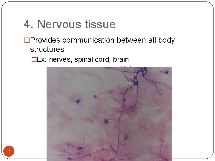 4. Nervous tissue �Provides communication between all body structures �Ex: nerves, spinal cord, brain 4. Nervous tissue �Provides communication between all body structures �Ex: nerves, spinal cord, brain