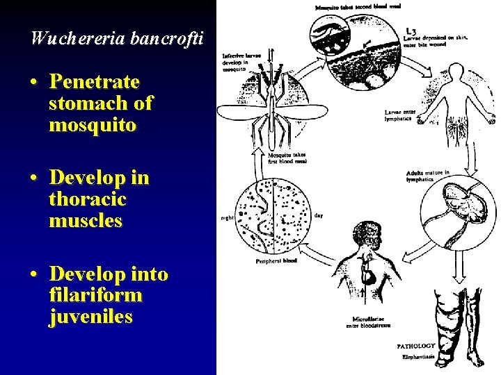 Wuchereria bancrofti • Penetrate stomach of mosquito • Develop in thoracic muscles • Develop