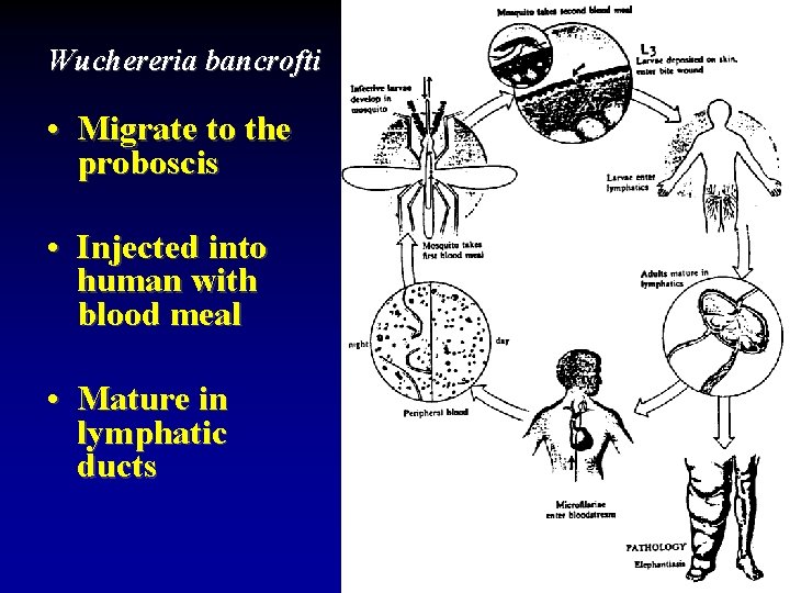 Wuchereria bancrofti • Migrate to the proboscis • Injected into human with blood meal