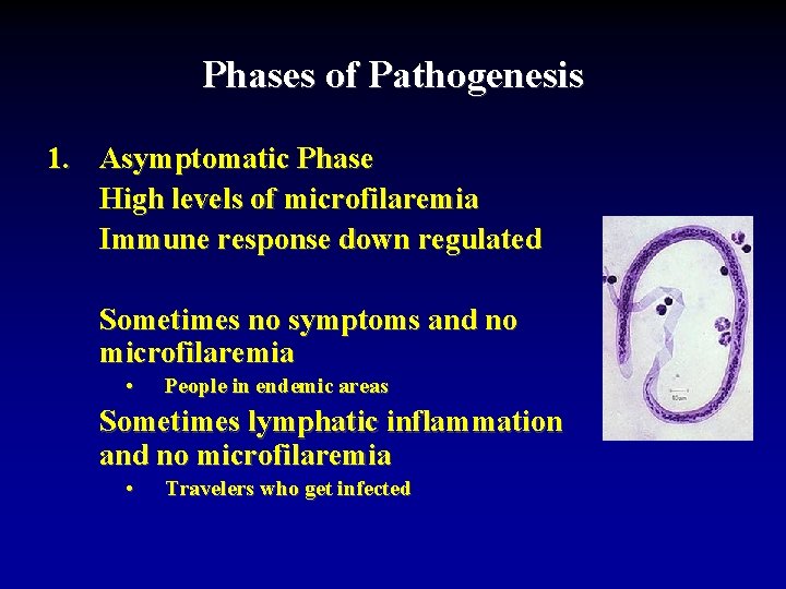 Phases of Pathogenesis 1. Asymptomatic Phase High levels of microfilaremia Immune response down regulated