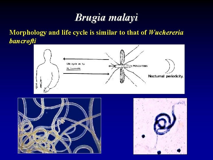 Brugia malayi Morphology and life cycle is similar to that of Wuchereria bancrofti 
