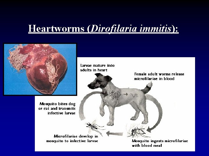 Heartworms (Dirofilaria immitis): 