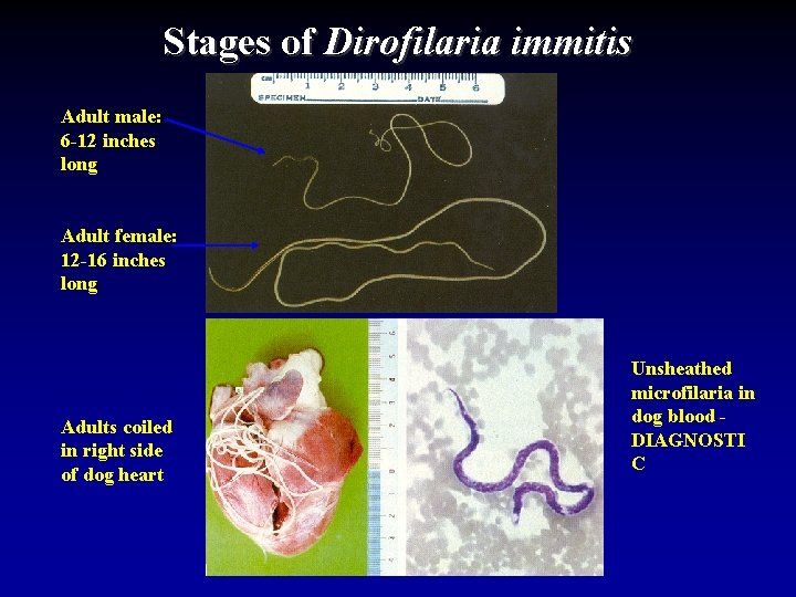 Stages of Dirofilaria immitis Adult male: 6 -12 inches long Adult female: 12 -16