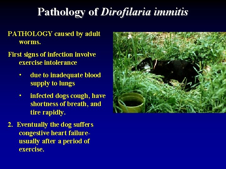 Pathology of Dirofilaria immitis PATHOLOGY caused by adult worms. First signs of infection involve