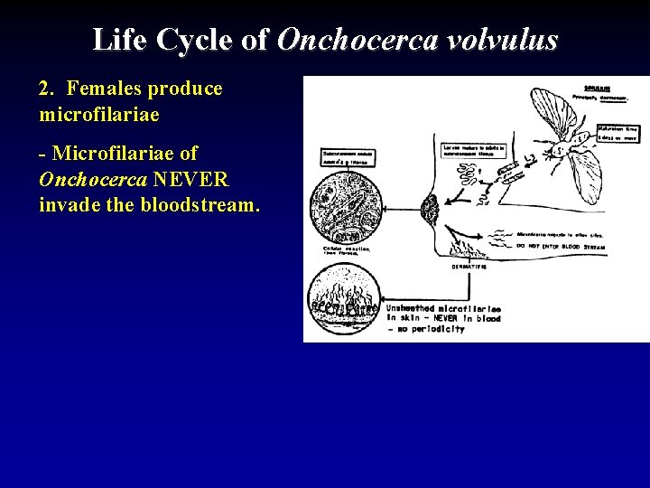 Life Cycle of Onchocerca volvulus 2. Females produce microfilariae - Microfilariae of Onchocerca NEVER