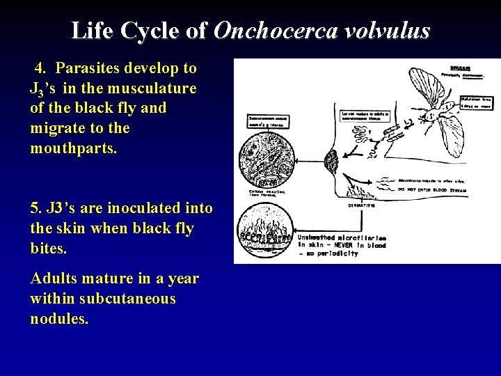 Life Cycle of Onchocerca volvulus 4. Parasites develop to J 3’s in the musculature