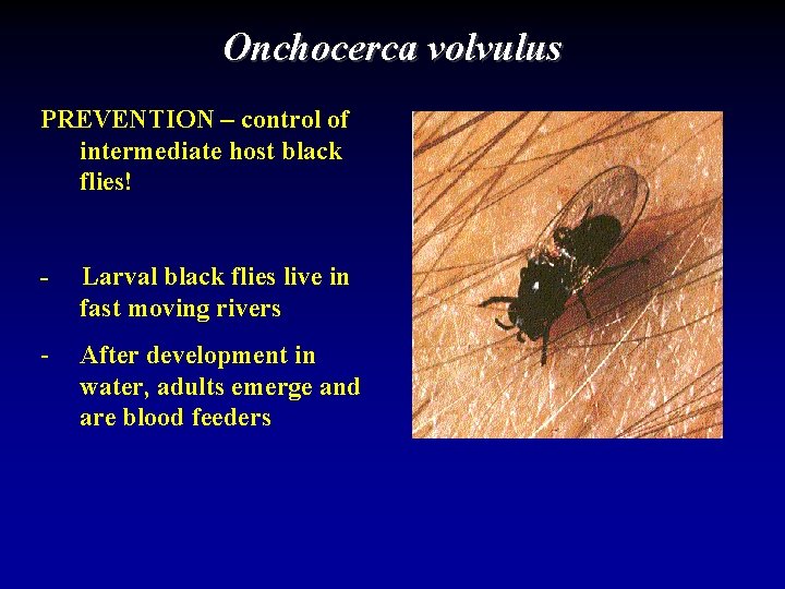 Onchocerca volvulus PREVENTION – control of intermediate host black flies! - Larval black flies