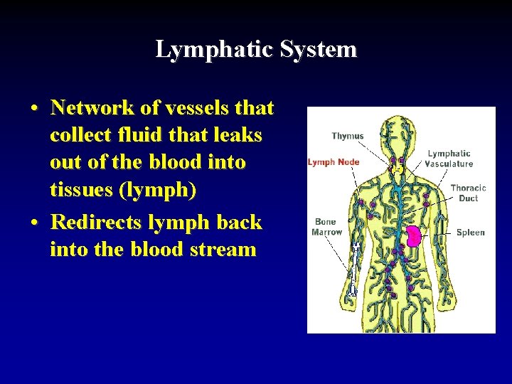 Lymphatic System • Network of vessels that collect fluid that leaks out of the