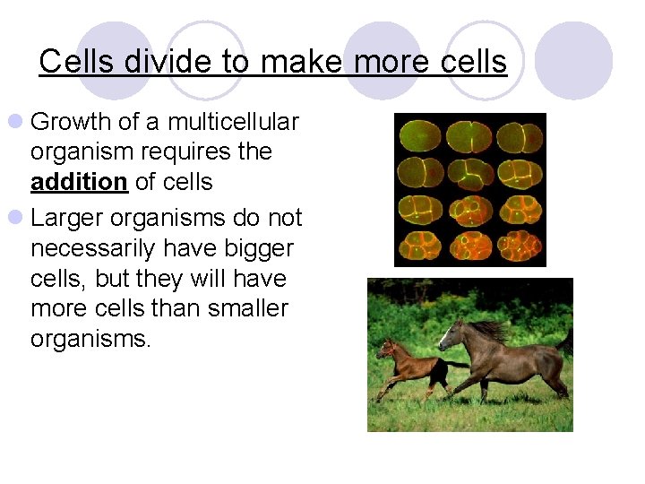 Cells divide to make more cells l Growth of a multicellular organism requires the