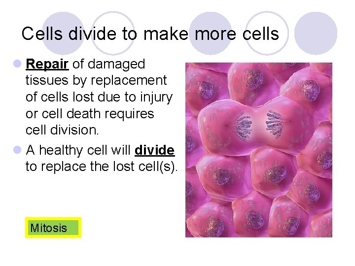 Cells divide to make more cells l Repair of damaged tissues by replacement of