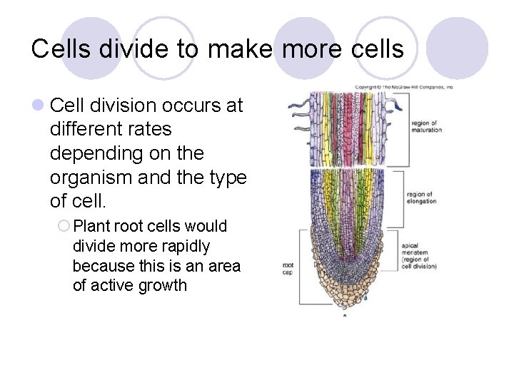 Cells divide to make more cells l Cell division occurs at different rates depending