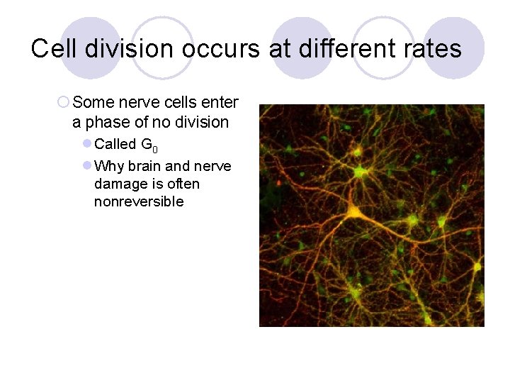 Cell division occurs at different rates ¡ Some nerve cells enter a phase of