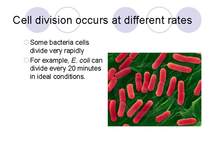 Cell division occurs at different rates ¡ Some bacteria cells divide very rapidly ¡