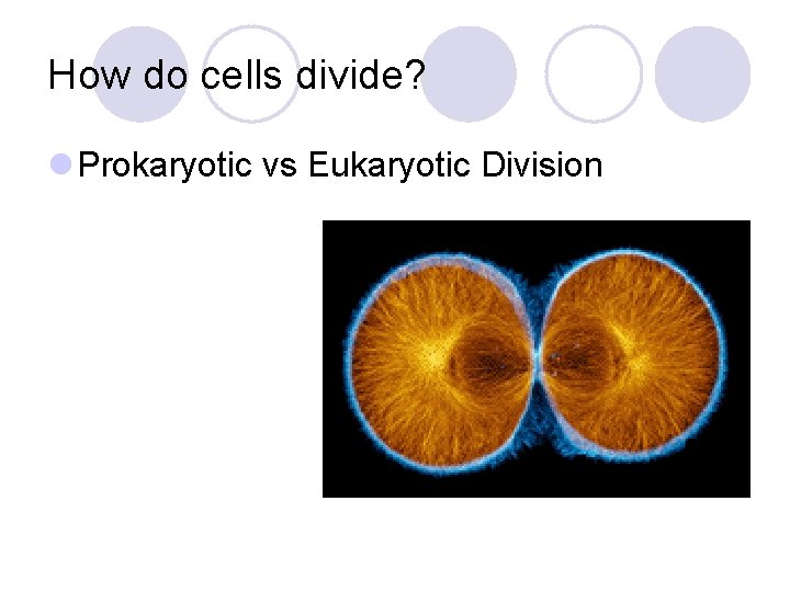 How do cells divide? l Prokaryotic vs Eukaryotic Division 