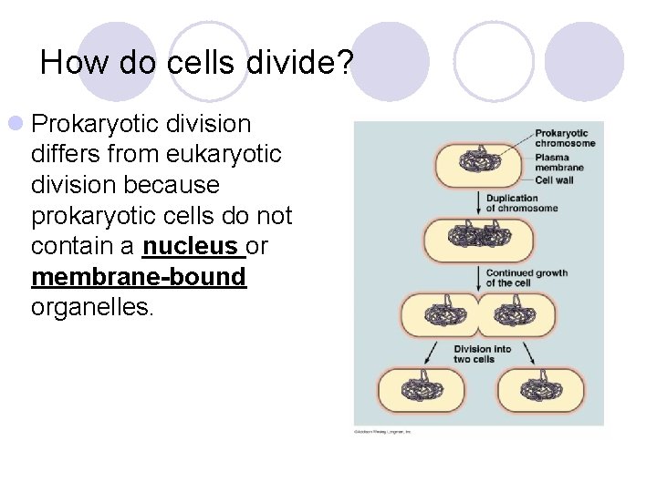 How do cells divide? l Prokaryotic division differs from eukaryotic division because prokaryotic cells