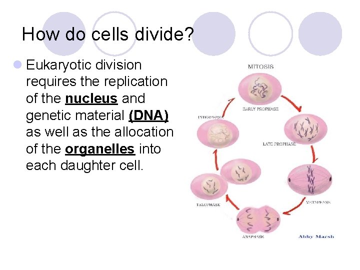 How do cells divide? l Eukaryotic division requires the replication of the nucleus and