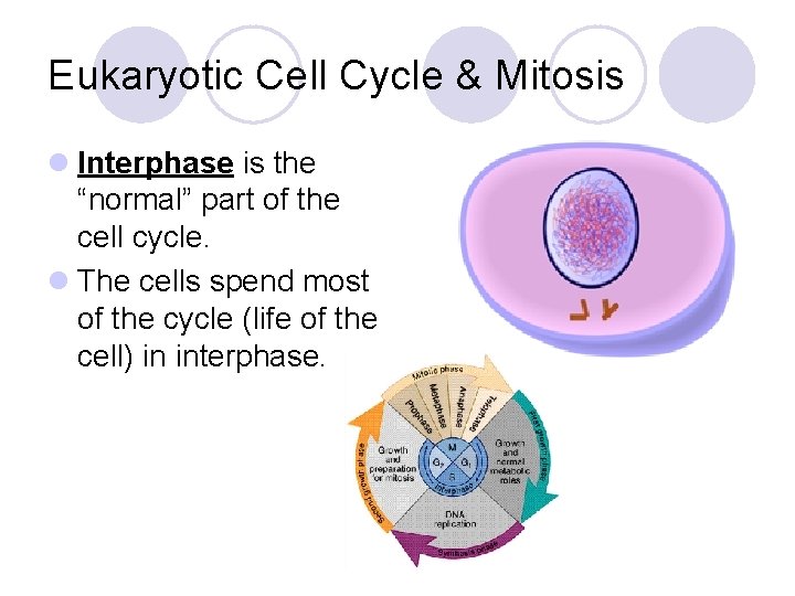 Eukaryotic Cell Cycle & Mitosis l Interphase is the “normal” part of the cell