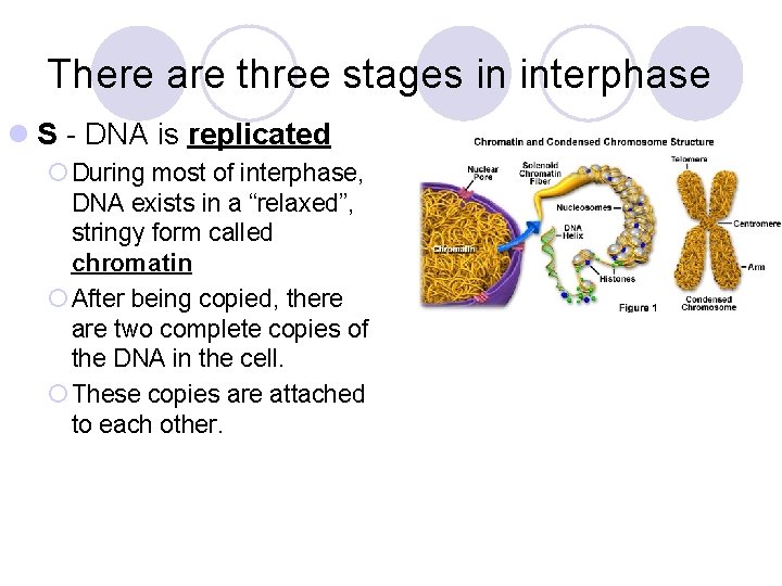 There are three stages in interphase l S - DNA is replicated ¡ During