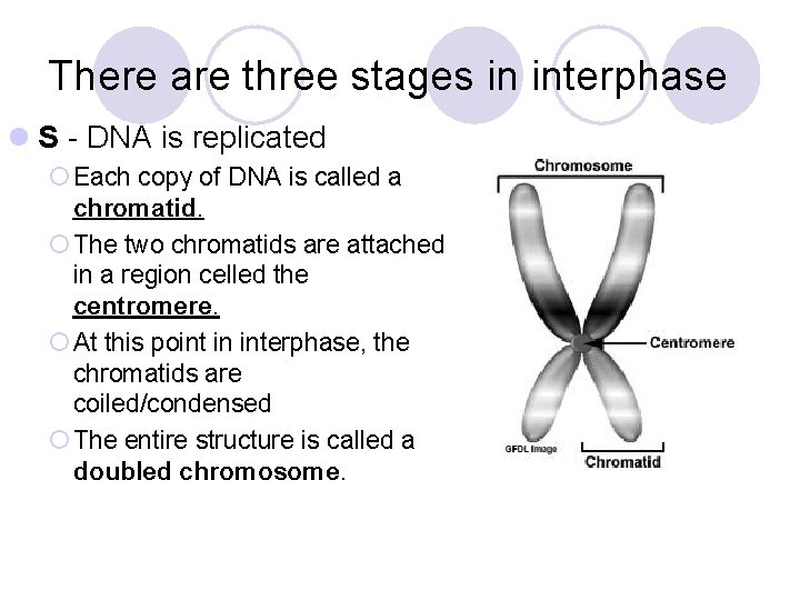 There are three stages in interphase l S - DNA is replicated ¡ Each