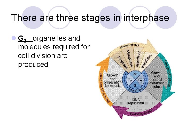 There are three stages in interphase l G 2 - organelles and molecules required