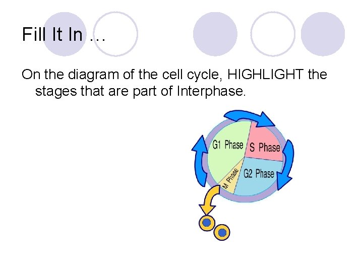 Fill It In … On the diagram of the cell cycle, HIGHLIGHT the stages