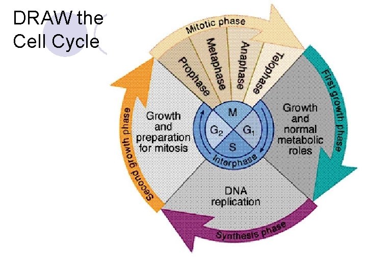 DRAW the Cell Cycle 