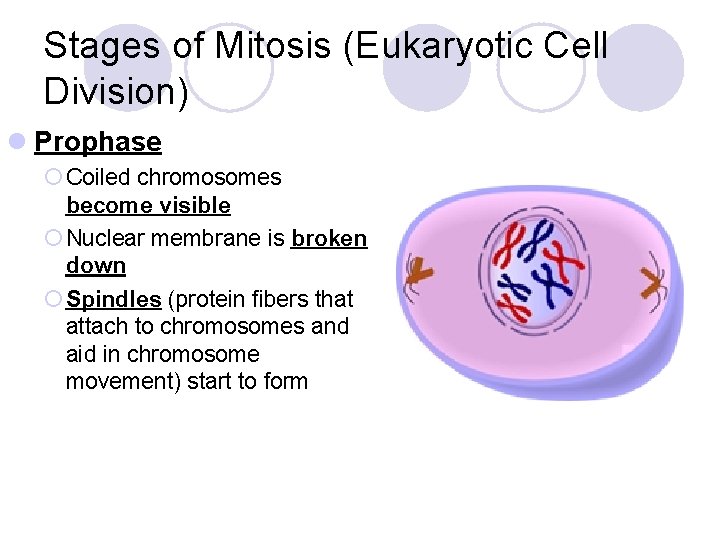 Stages of Mitosis (Eukaryotic Cell Division) l Prophase ¡ Coiled chromosomes become visible ¡