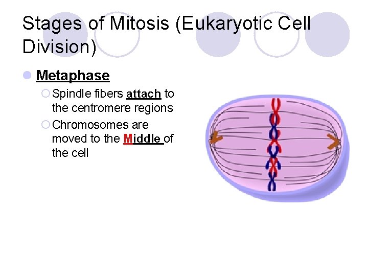 Stages of Mitosis (Eukaryotic Cell Division) l Metaphase ¡ Spindle fibers attach to the