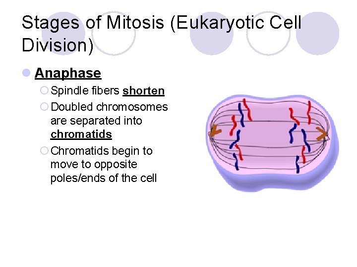 Stages of Mitosis (Eukaryotic Cell Division) l Anaphase ¡ Spindle fibers shorten ¡ Doubled